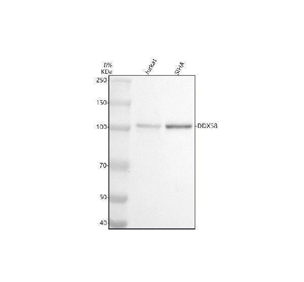 m00244 ddx58 primary antibodies wb testing 1