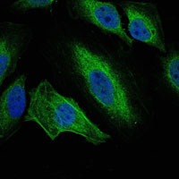 Immunofluorescence analysis of Hela cells using ARK-1 Monoclonal Antibody (green)