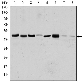 Western Blot analysis using ARK-1 Monoclonal Antibody against HEK293 (1), Sw620 (2), MCF-7 (3), Jurkat (4), HeLa (5), HepG2 (6), Cos7 (7) and PC-12 (8) cell lysate