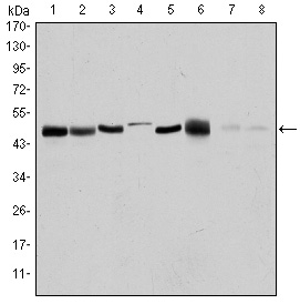 Western blotting validation for Anti-ARK-1 AURKA Monoclonal Antibody M00246-6
Western Blot (WB) analysis using ARK-1 Monoclonal Antibody against HEK293 (1)