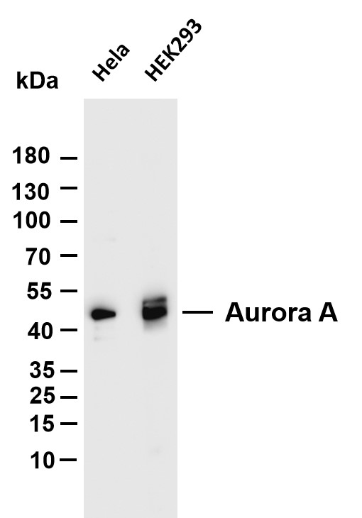 Various whole cell lysates were separated by 4-20% SDS-PAGE, and the membrane was blotted with anti-Aurora A antibody