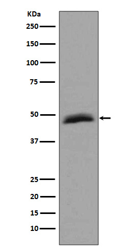 Western blot analysis of Aurora A expression in HepG2 cell lysate