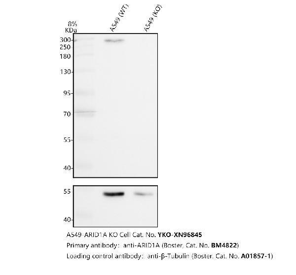 m00247 1 arid1a primary antibodies wb testing 1