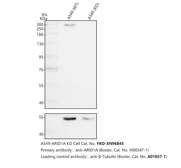 m00247 1 arid1a primary antibodies wb testing 1_1