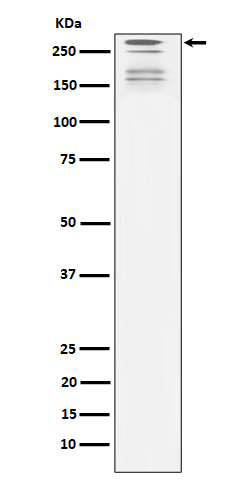 Western blot analysis of ARID1A expression in 293 cell lysate