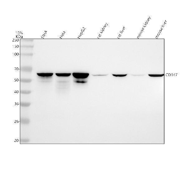  Western blot analysis of CD147 using anti-CD147 antibody (M00248-1)