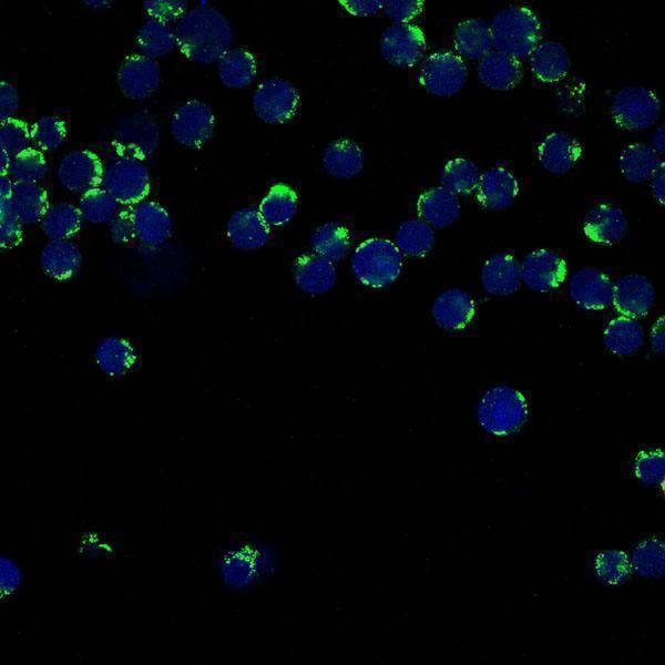 Immunofluorescent analysis of Jurkat cells, using using CD147 Antibody