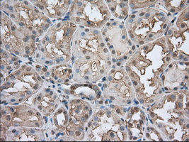 m00248 2 anti cd147 bsg mouse monoclonal antibody clone id oti9h5 ihc testing 6