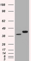 m00248 2 anti cd147 bsg mouse monoclonal antibody clone id oti9h5 wb testing 1