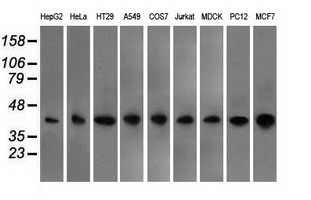 m00248 2 anti cd147 bsg mouse monoclonal antibody clone id oti9h5 wb testing 3