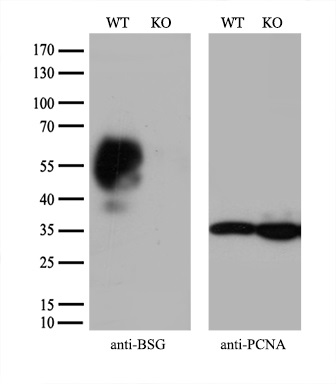 m00248 2 anti cd147 bsg mouse monoclonal antibody clone id oti9h5 wb testing 4