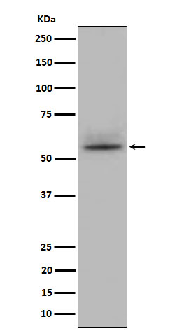 Western blot analysis of CD147 expression in Jurkat cell lysate