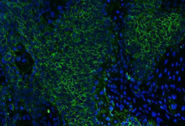 m00248 4 cd147 primary antibodies if testing 9