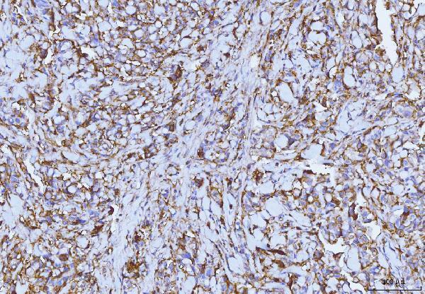 m00248 4 cd147 primary antibodies ihc testing 5