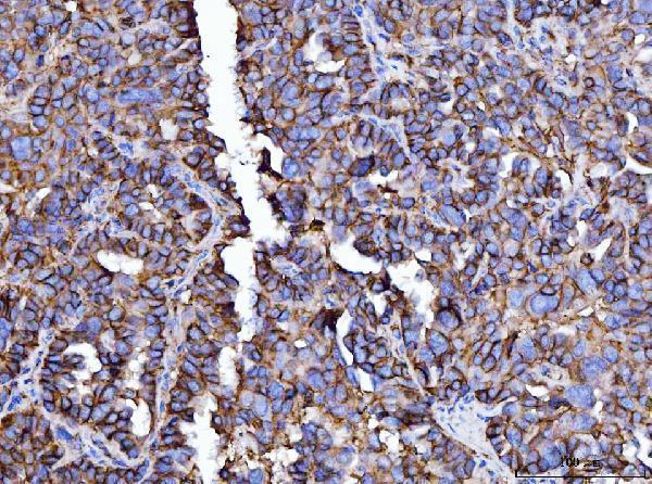 m00248 4 cd147 primary antibodies ihc testing 6
