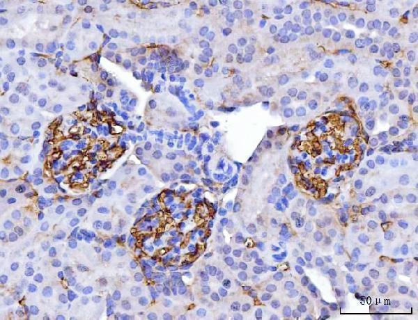 m00248 4 cd147 primary antibodies ihc testing 8