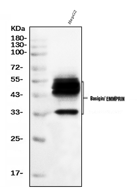  Western blot analysis of CD147/Emmprin using anti-CD147/Emmprin antibody (M00248-4)