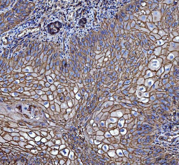 m00248 5 cd147 primary antibodies ihc testing 4