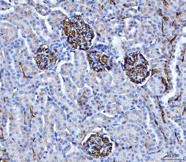 m00248 5 cd147 primary antibodies ihc testing 8
