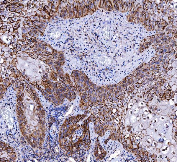 m00248 6 cd147 primary antibodies ihc testing 4
