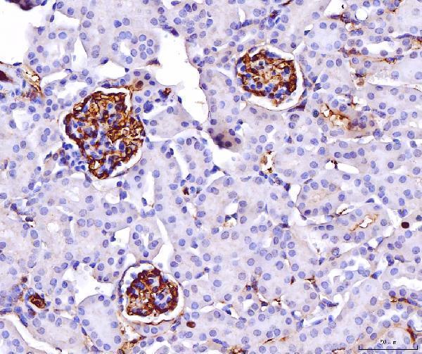 m00248 6 cd147 primary antibodies ihc testing 7