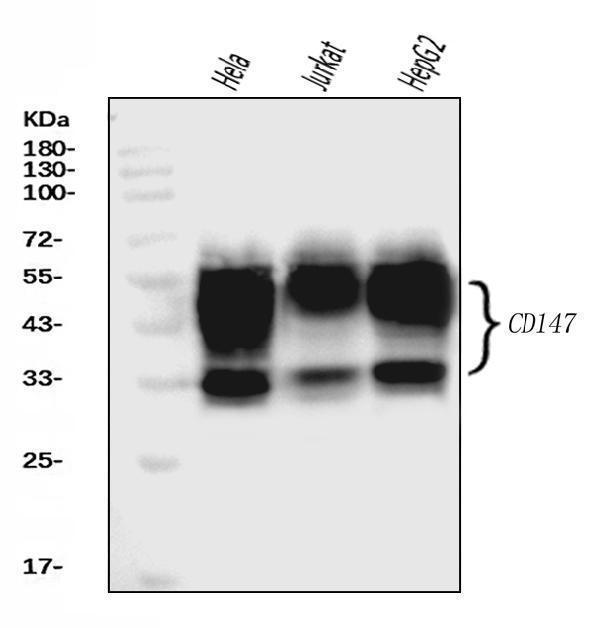  Western blot analysis of CD147/Emmprin using anti-CD147/Emmprin antibody (M00248-6)