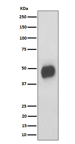 Western blot analysis of CD147 expression in RAW 264
