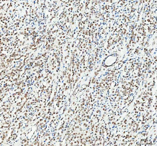 m00250 1 hsf1 primary antibodies ihc testing 3