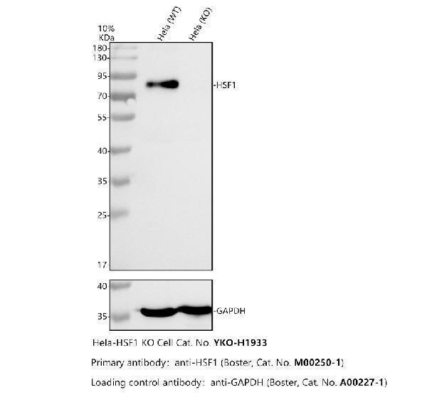 Western blot analysis of HSF1 using anti-HSF1 antibody (M00250-1)