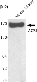 m00251 2 ace primary antibodyes wb testing 1