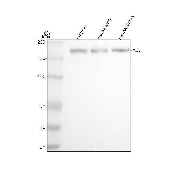 m00251 ace primary antibodies wb testing 1