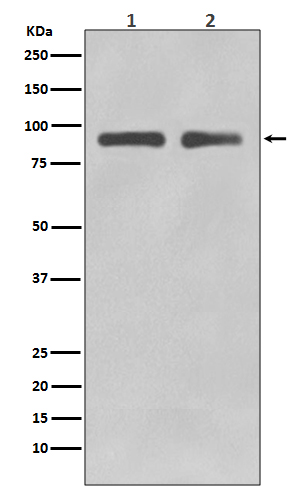 Western blot analysis of FoxO3a in (1) Jurkat cell lysate; (2) SH-SY5Y cell lysate