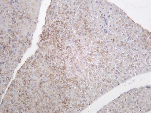 Mouse pancreas was stained with anti-FOXO3A (phospho Ser253) rabbit antibody