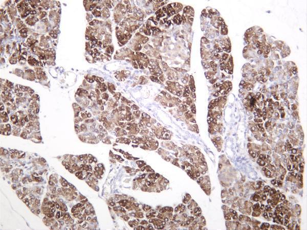 Rat pancreas was stained with anti-FOXO3A (phospho Ser253) rabbit antibody