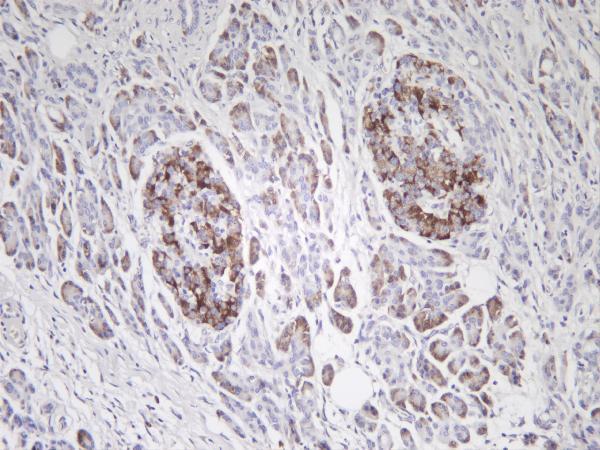 Human pancreas was stained with anti-FOXO3A (phospho Ser253) rabbit antibody