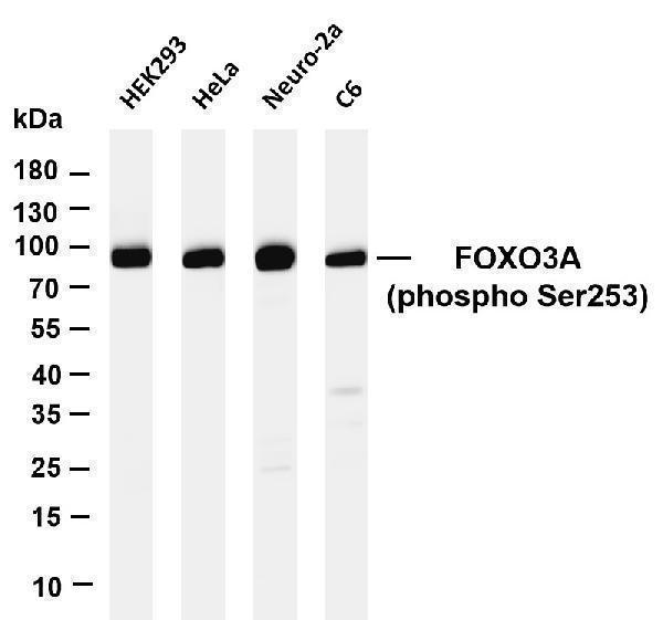 m00252 2 foxo3 primary antibodies wb testing 1