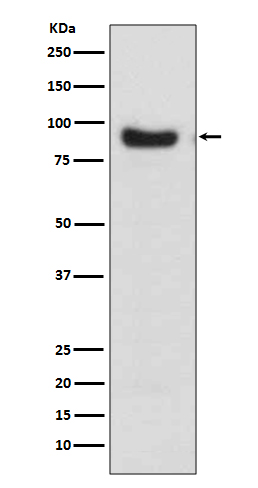m00252 wb