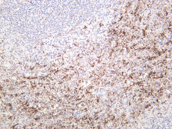 Human spleen was stained with anti-HO-1 rabbit antibody