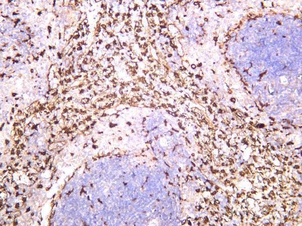 Rat spleen was stained with anti-HO-1 rabbit antibody