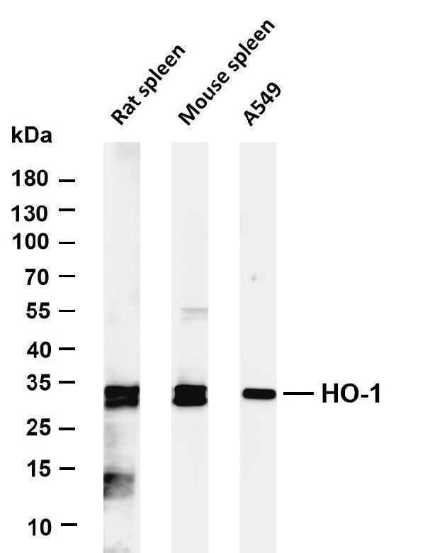 Various whole cell lysates were separated by 4-20% SDS-PAGE, and the membrane was blotted with anti-HO-1 antibody
