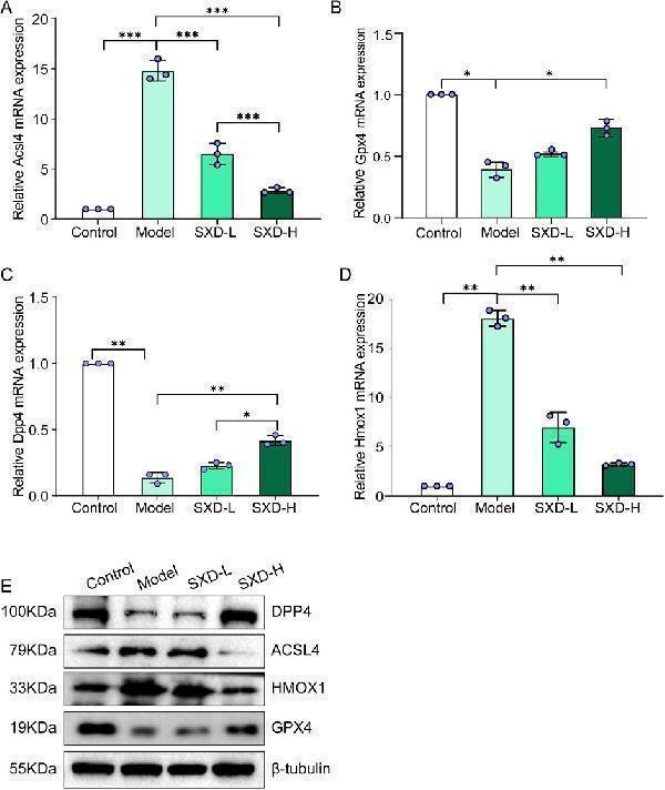 SXD remarkably affected the ferroptosis-related markers in CoCl 2 -induced hypoxic H9c2 cells