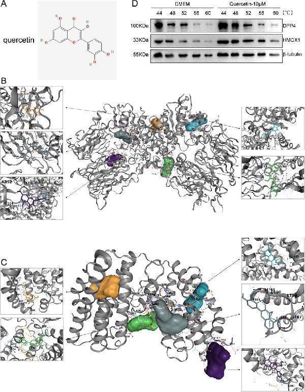Molecular docking results