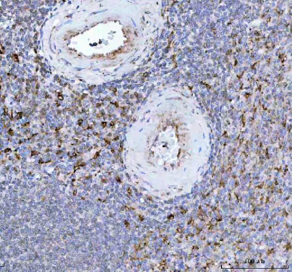 m00253 ho 1 primary antibodies ihc testing 2