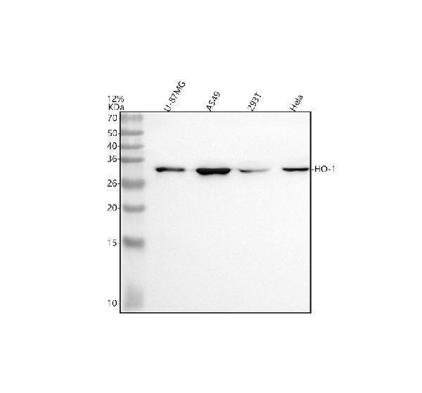 Western blot analysis of HO-1 using anti-HO-1 antibody (M00253)