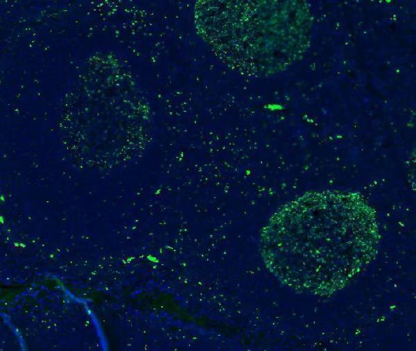 m00254 10 mki67 primary antibodies ihc testing 5