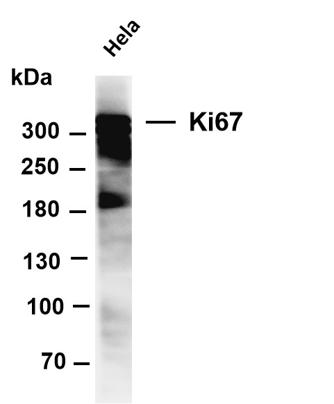 m00254 10 mki67 primary antibodies wb testing 1