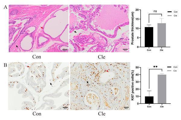 Histological morphological features