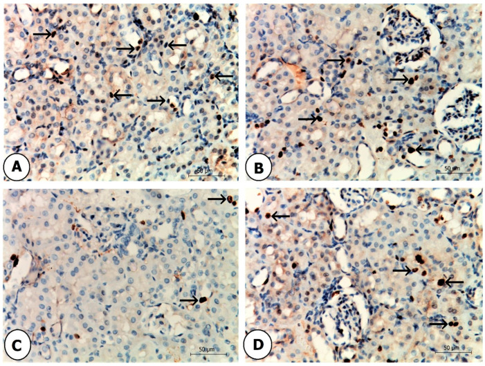 m00254 7 publication animals 16 01896 g009