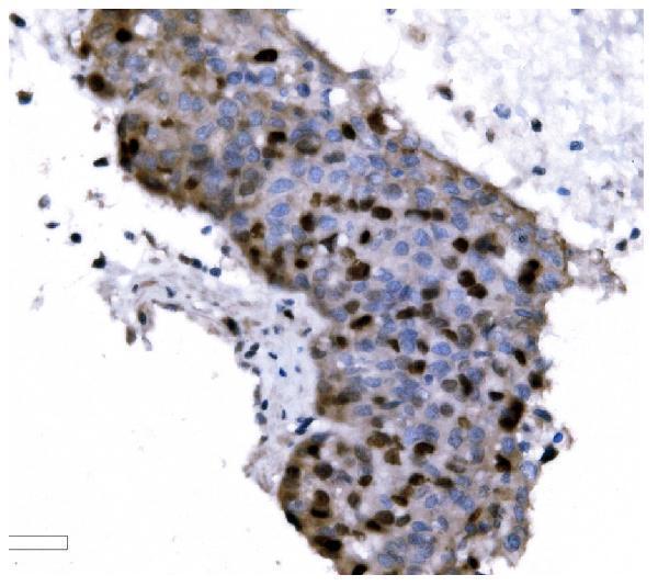 m00254 9 ki67 primary antibodies ihc testing 4