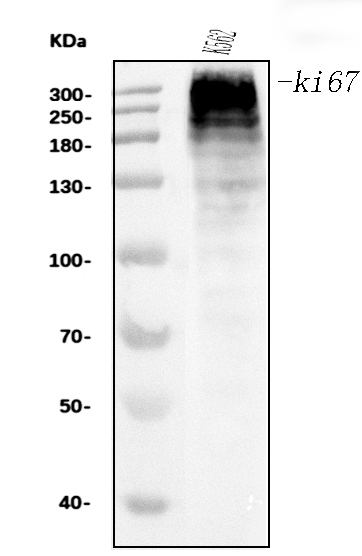  Western blot analysis of Ki67 using anti-Ki67 antibody (M00254-9)